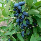 Kubični cirkonij orlovi nokti: opis sorte, fotografije i recenzije